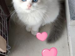 -十年猫舍·猫咪专门店(普陀店)