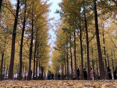 -汉景帝阳陵博物院