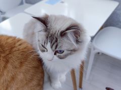 -喵的天空名猫咖啡馆·撸猫·猫舍·用品