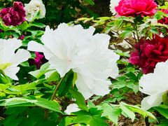 -幕燕滨江·长江观音景区