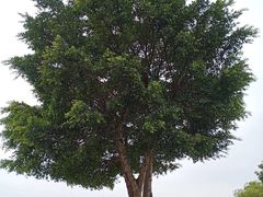 -火炉山森林公园
