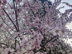 -桃花堤公园