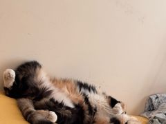 -心仪动物医院·牙专科·肿瘤·心脏科(西客站院)