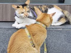 -Again Coffee Roaster(香蜜湖店)