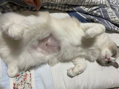 -艾吉宠物医院·疑难杂症转诊中心·猫友好(碧江路院)