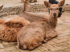 -武汉紫薇都市田园