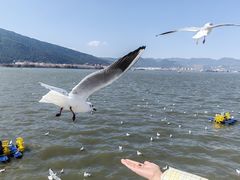 -海埂大坝