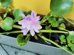 -上海辰山植物园