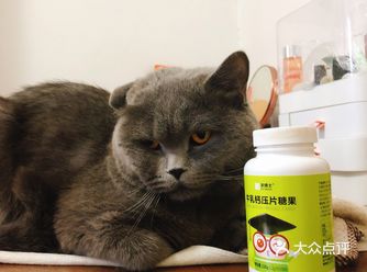 论家有一个十分傲娇的蓝猫的感受