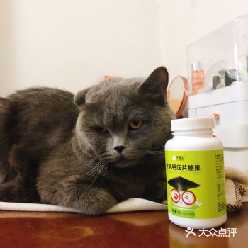 论家有一个十分傲娇的蓝猫的感受