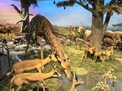 -国家自然博物馆