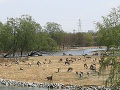 -北京麋鹿生态实验中心