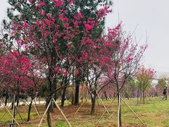 -天适樱花悠乐园