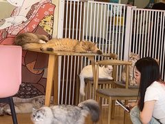 -Let's go狗咖·猫咖·奶狗·桌游(春熙路IFS店)