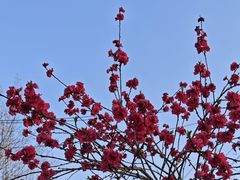 -三圣花乡旅游区
