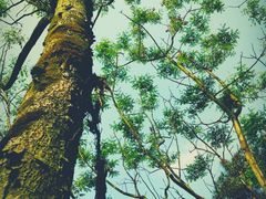 -铁山坪森林公园