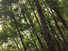-帽儿山风景区