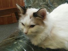 -猫色咖啡·猫咖