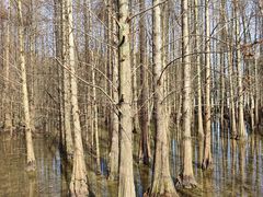 -桤木河湿地公园