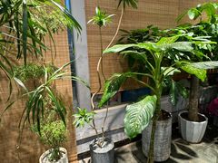 -双季花艺园艺市场(浦东店)