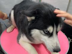 -宠福鑫康馨动物医院·骨科·眼科