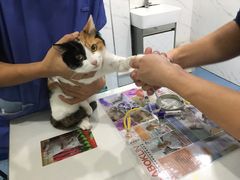 -伟伟宠物医院·CT影像中心·瑞派犬猫综合性门诊(汉口总院)