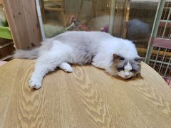 -藏猫猫咖啡主题馆(中央大道店)