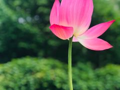-陈家山荷花公园
