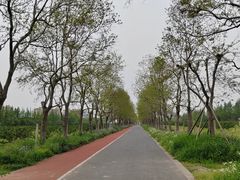 -上海长兴岛郊野公园