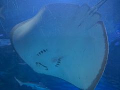 -太平洋海底世界