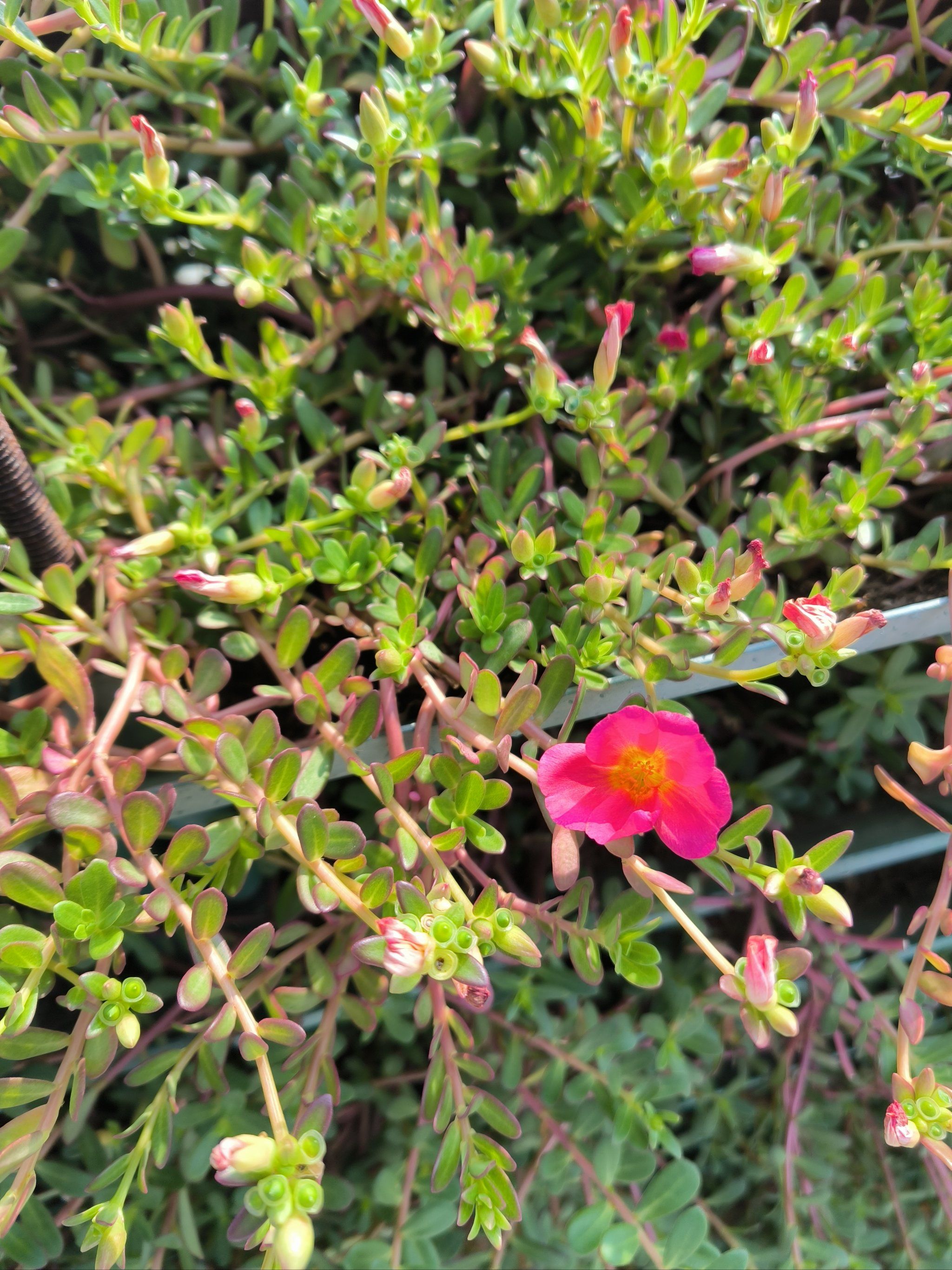 每天认识一种植物|太阳花