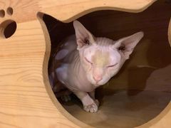 -more than meow吴止猫主题餐厅(承德 中船汇店)