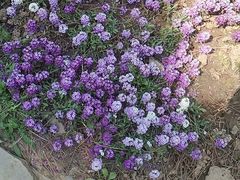 -石家庄市植物园