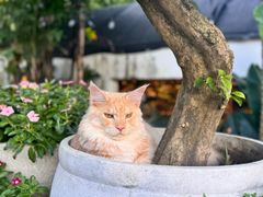 -自由生长植物工作室(深港花卉中心店)