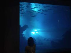 -海棠湾洲际-涛·海底餐厅·美人鱼·自助餐·海底隧道