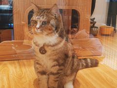 -啵啵喵·猫咖(攀华国际店)