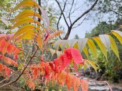 -阳台山自然风景区