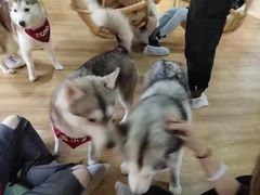 -Husky Go! 哈士奇体验馆·宠物咖啡厅狗咖