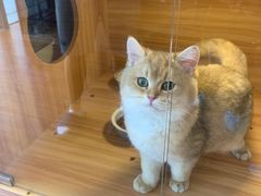 -猫十亿·布偶金渐层·曼基康矮脚猫舍(青年路店)