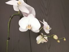 -浩运·海鲜青岛菜·海胆水饺(石老人店)