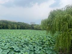 -高子水居