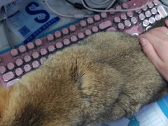 -瑞派宠物医院·24h·骨外科·皮肤科·全科宠物医疗转诊中心(沈阳浑南院)