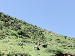-大姆山草场