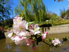 -海棠花溪(元大都城垣遗址公园)