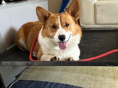 -宠福鑫康馨动物医院·骨科·眼科