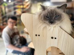 -豆逗聊愈猫阁Easy Life