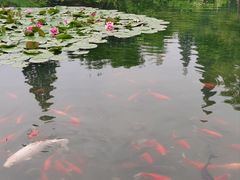 -习家池