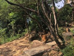 -狮子山郊野公园