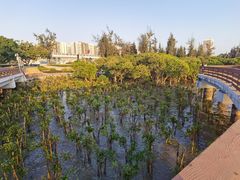 -宝安西湾红树林湿地公园