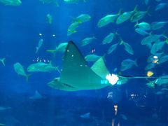 -烟台海昌鲸鲨海洋公园